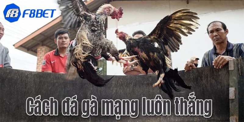 mẹo đá gà luôn thắng